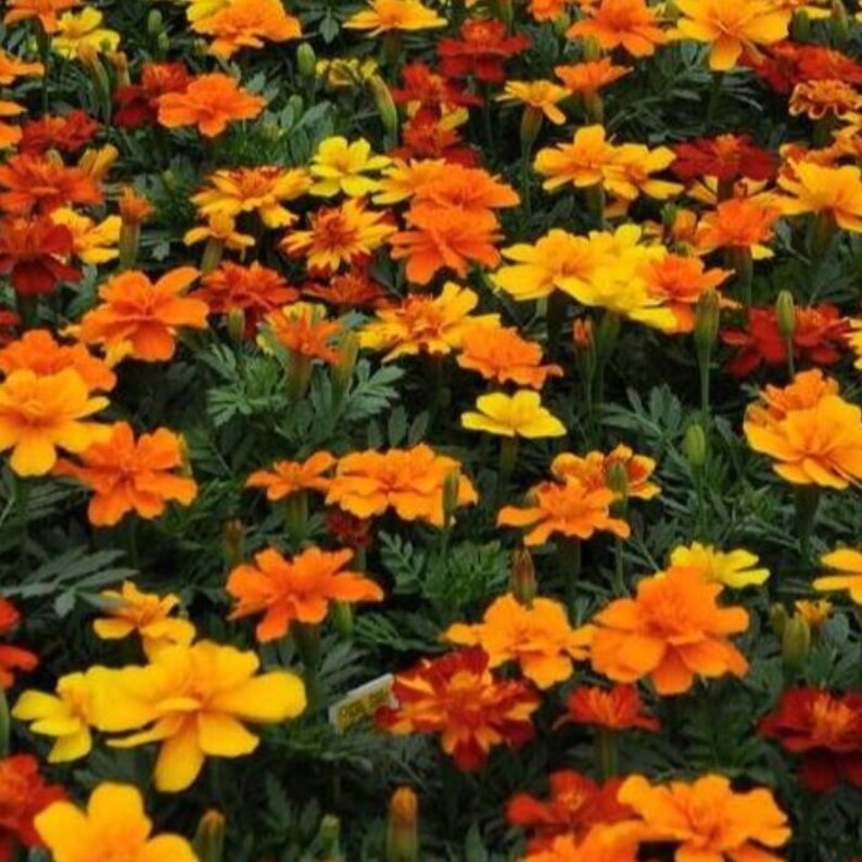 MonarchsGarden French Marigold Seed - Thumbnail 5