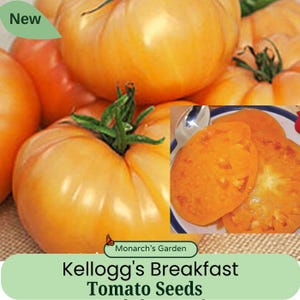 Heirloom Kellogg's Breakfast Tomato Seeds Open Pollinated, USA SELLER