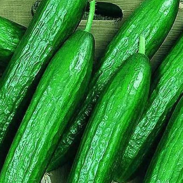 Lebanese/Persian Cucumber Seeds - Beit Alpha Cucumber Seeds Vegtable Garden Seeds