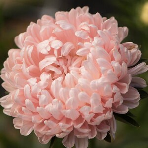 May include: Close-up of a fully bloomed, light pink aster flower. The flower has numerous soft, layered petals, creating a full, rounded shape. The petals vary in shade, with some areas appearing lighter than others. Green leaves are visible at the base of the flower.