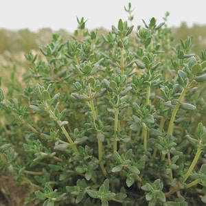 Thyme Ayelet Organic Seed