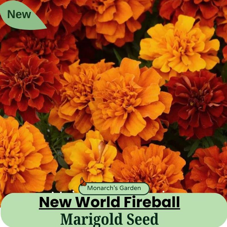 May include: A close-up image of a variety of marigold flowers in shades of orange, red, and yellow. The flowers are in full bloom and have a vibrant, cheerful appearance. The text "New World Fireball Marigold Seed" is displayed on a green banner.