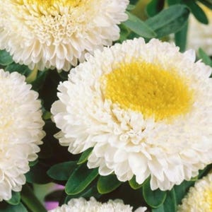 May include: A cluster of white aster flowers with bright yellow centers and dense, layered petals. The blooms are surrounded by dark green, serrated leaves, showcasing the natural texture and color contrast of the flower heads.