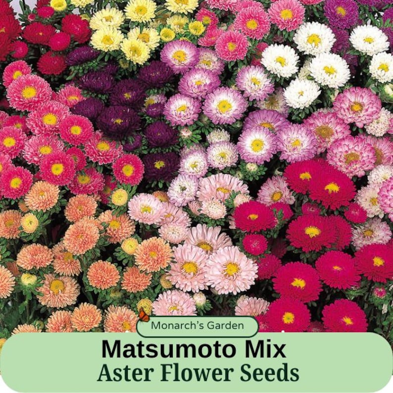 MonarchsGarden Aster Matsumoto Seeds