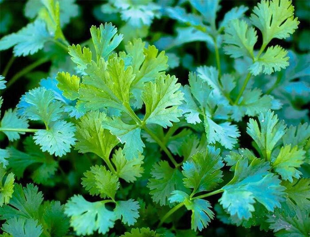 Organic Slow Bolt Cilantro coriander Herb Garden Seeds Etsy