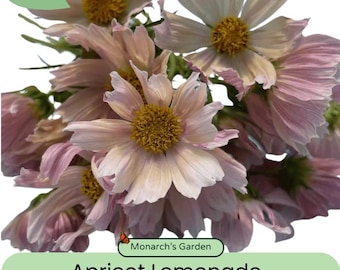 Apricot Lemonade Cosmos Seeds
