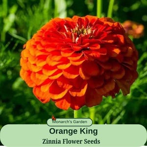 May include: Orange Zinnia flower seeds, "Orange King" variety, from Monarch's Garden. The flower is a vibrant orange color and has a large, round shape.