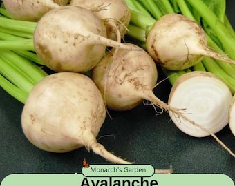 Beet Seeds Avalanche Seed