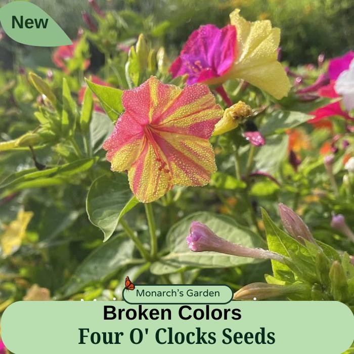 Heirloom Broken Colors Four O' Clocks Seeds - Etsy