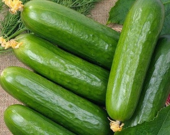 Cucumber Seeds - Marketer HEIRLOOM Non-GMO.Open Pollinated USA Seller
