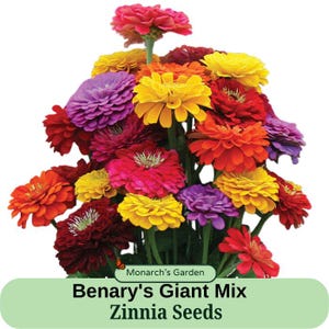 May include: A bouquet of colorful Zinnia flowers in shades of red, orange, yellow, purple, and pink. The flowers are arranged in a vase and have a variety of sizes and shapes. The text "Benary's Giant Mix Zinnia Seeds" is printed on a green label below the flowers.