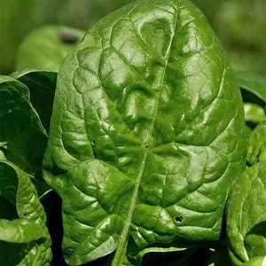 May include: A close-up of a single, large, dark green spinach leaf with a prominent vein running down the center. The leaf has a slightly crinkled texture and a few small holes.