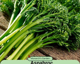 Broccoli Aspabroc Seeds  U S A SELLER aspabroc Baby broccoli a deliciously sweet broccolini