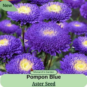 May include: Close-up of vibrant purple Pompon Blue Aster flowers with yellow centers. The image features multiple blooms, some in full focus, others blurred in the background. The flowers are labeled "Pompon Blue Aster Seed" with a "New" tag.