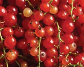 Sweet Pea Currant Tomato Red Currant Heirloom tomatoes