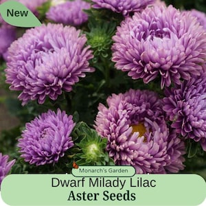 Aster Seeds Dwarf Milady Lilac Asters Seeds
