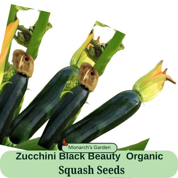 Squash Zucchini Black Beauty Garden Heirloom Vegetable 30 Seeds Squash Zucchini Black Beauty Garden Heirloom Vegetable 30 Seeds