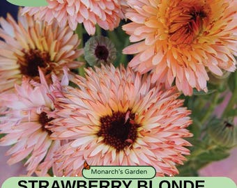 Strawberry Blonde Calendula Seeds