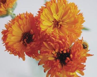 May include: A close-up of vibrant orange flowers with layered petals and dark centers. The flowers are in full bloom, showcasing their bright color and intricate details. The image is set against a soft, neutral background, highlighting the flowers' natural beauty.