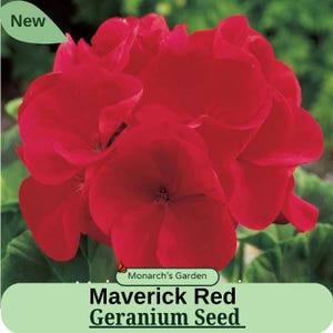 May include: Close-up of vibrant red Maverick Red Geranium flowers in full bloom. The petals are a deep, rich red, with a velvety texture. The image includes the text "Maverick Red Geranium Seed" and a "New" label.