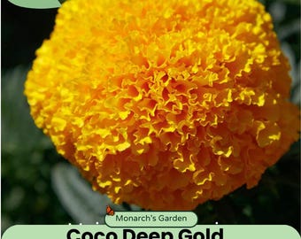 Heirloom French Marigold Seed Coco Deep Gold