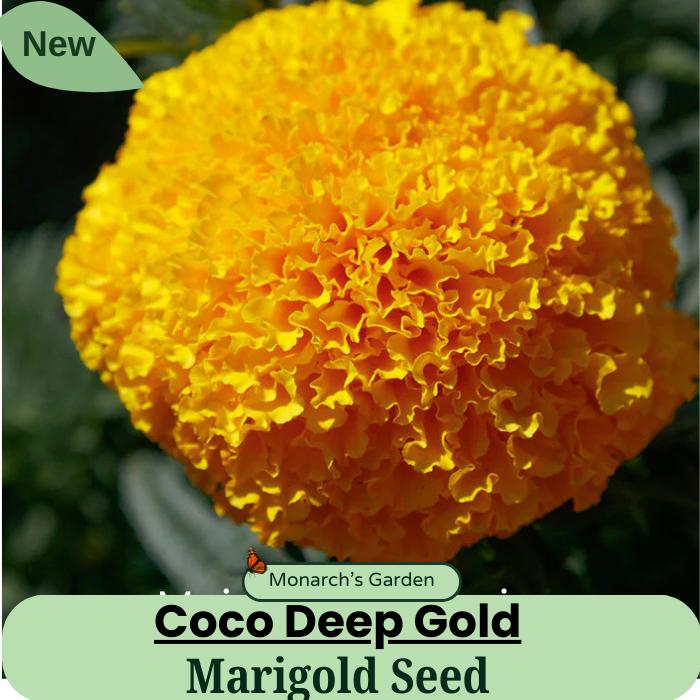 Giant Marigold Seeds - Etsy