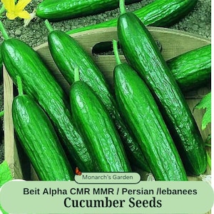 May include: A close-up of a bunch of green cucumbers. The cucumbers are arranged in a basket and are ready to be harvested. The text "Beit Alpha CMR MMR / Persian / Lebanese Cucumber Seeds" is printed on a green label at the bottom of the image.