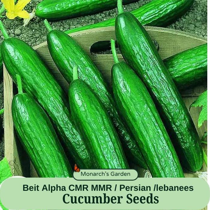Lebanese/Persian Cucumber Seeds - Beit Alpha Cucumber Seeds Vegtable Garden Seeds
