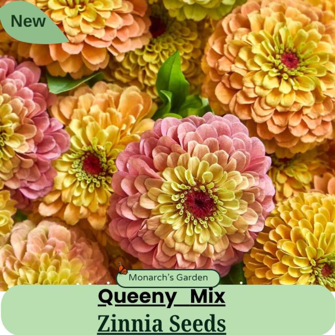 Queen Lime Mix Zinnia 20 Seeds Packet Dream Blend of Queeny Series ...