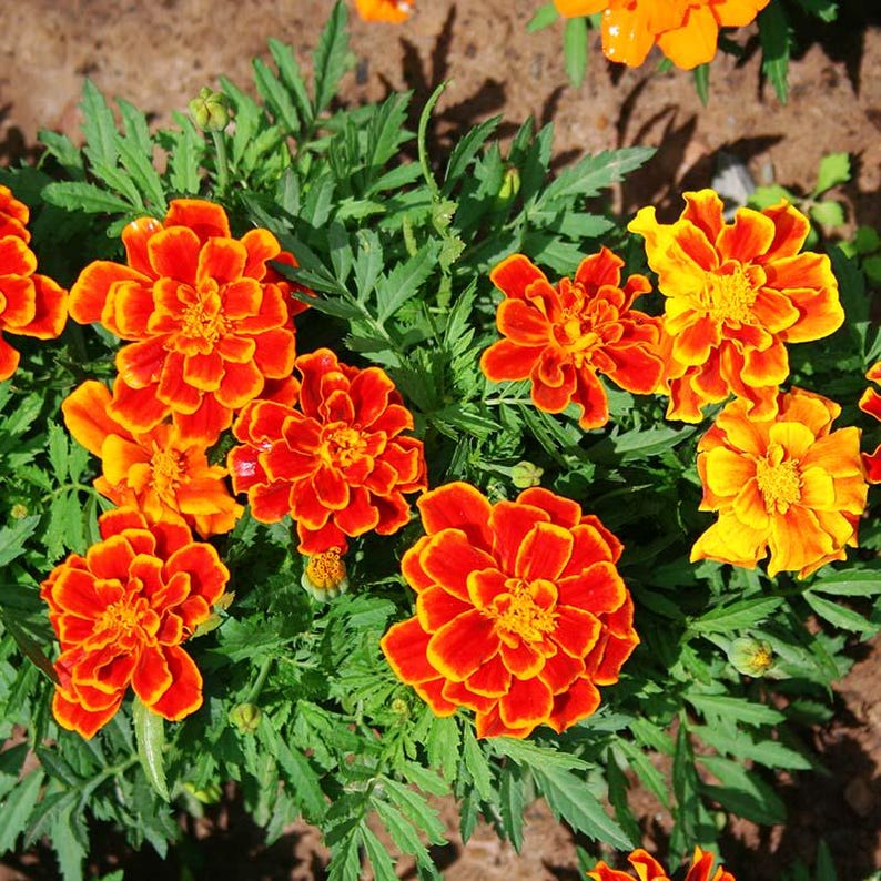 MonarchsGarden French Marigold Seed - Thumbnail 2
