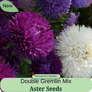 May include: Double Gremlin Mix Aster Seeds from Monarch's Garden. A close-up image of purple, white, and blue aster flowers.