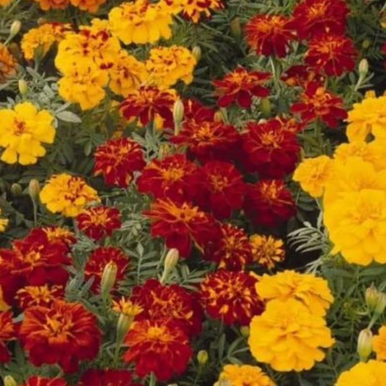 MonarchsGarden French Marigold Seed - Thumbnail 3