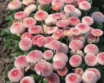 Pelleted Strawberries and Cream English Daisy Seeds, Bellis Tasso