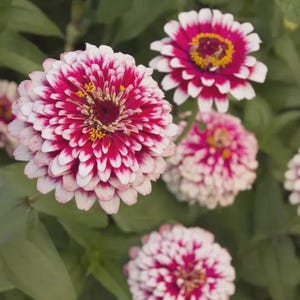 Zinnia Ice Queen Seeds, Pink & White Bicolor, Pollinator Friendly