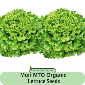May include: Two heads of green Muir MTO Organic Lettuce Seeds. The lettuce is loose leaf and has a ruffled appearance.