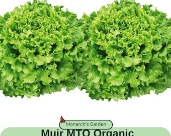Organic Lettuce Seeds Muir MTO Organic Seed