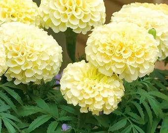 African Marigold Seeds - White
