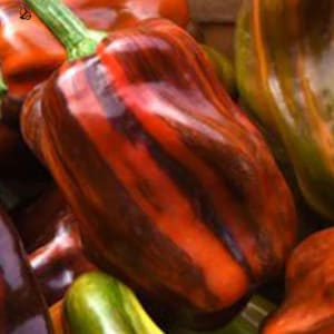 CANDY CANE Chocolate Cherry Pepper Seeds