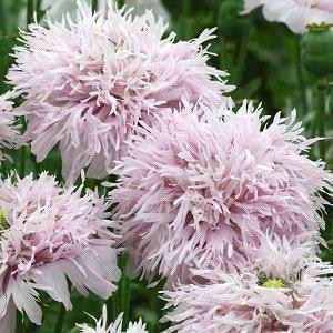 May include: Close-up of several light pink poppy flowers with ruffled petals. The flowers have a feathery appearance and are in full bloom, showcasing their delicate texture. Green foliage is visible in the background.