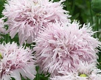 Lilac Pompon Poppy Seeds