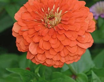 Benarys Giant Carmine Rose Zinnia Seeds, Largest Giant Zinnias