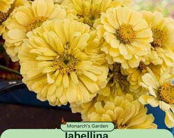 May include: A close-up of a bunch of yellow zinnia flowers. The flowers are in full bloom and have a delicate, papery texture. The text "Monarch's Garden labelina Zinnia Seed" is visible at the bottom of the image.
