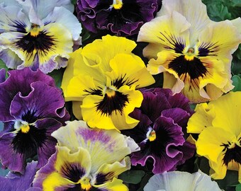 Pansy Seeds Pansies Frizzle Sizzle Mix