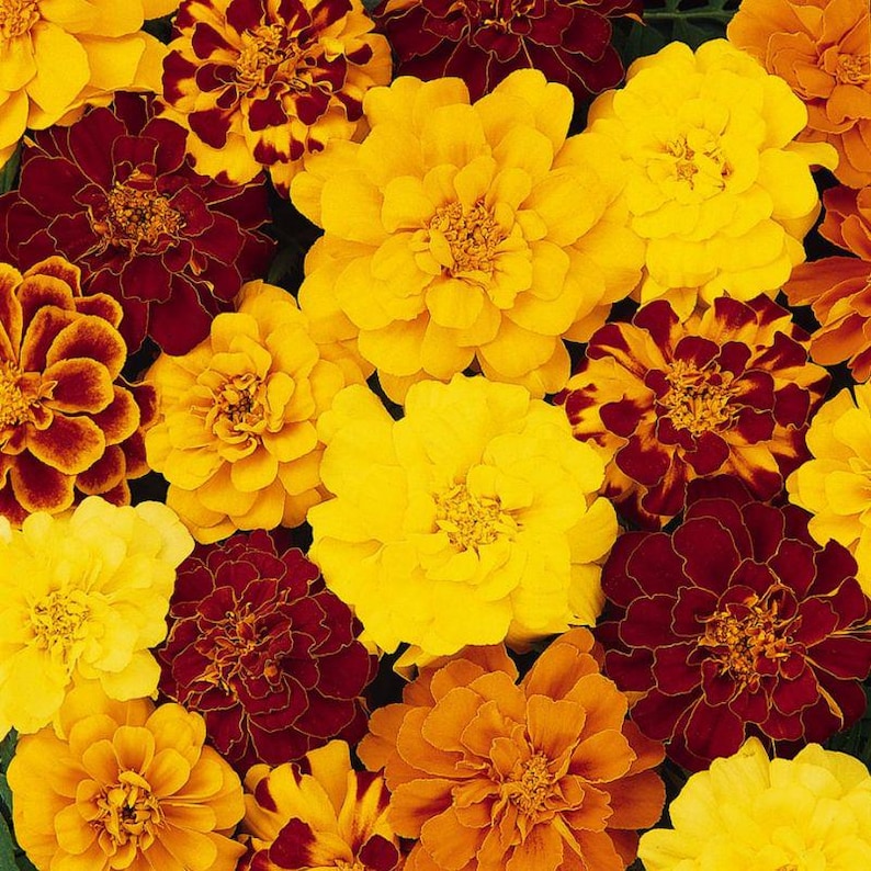 MonarchsGarden French Marigold Seed