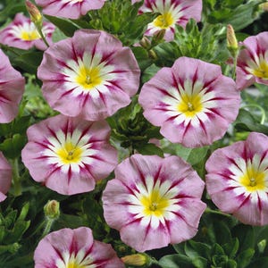 May include: Close-up of pink and white striped flowers with yellow centers. The flowers have a delicate, ruffled appearance and are blooming in a garden setting.