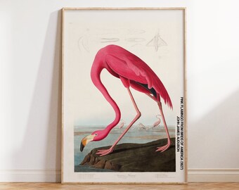 Pink Flamingo Poster, Vintage Animal Poster, Vintage Flamingo Print, Pink Flamingo From Birds Of America Poster