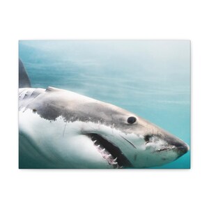Great White Shark on Canvas