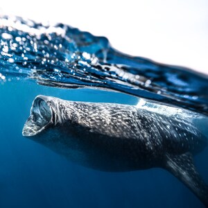 Whale Shark on metal