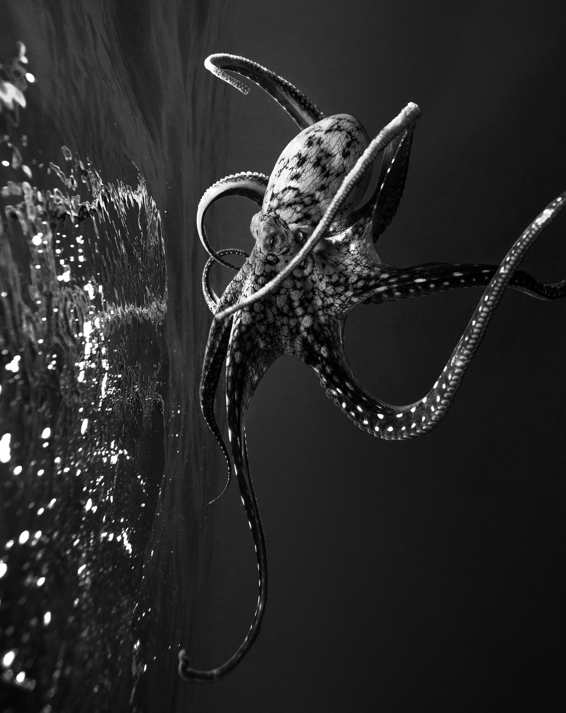 Maglia octopus best sale bianca e nera