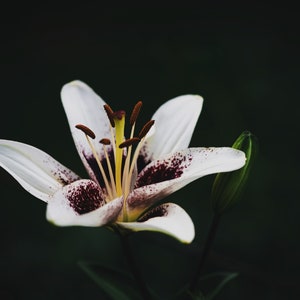 Fotografía de descarga digital, fotografía de flor de lirio blanco.